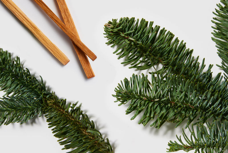 Green pine branches and cinnamon sticks on a white background