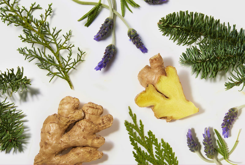 Ginger root, lavender flowers, and fir branches on a white background